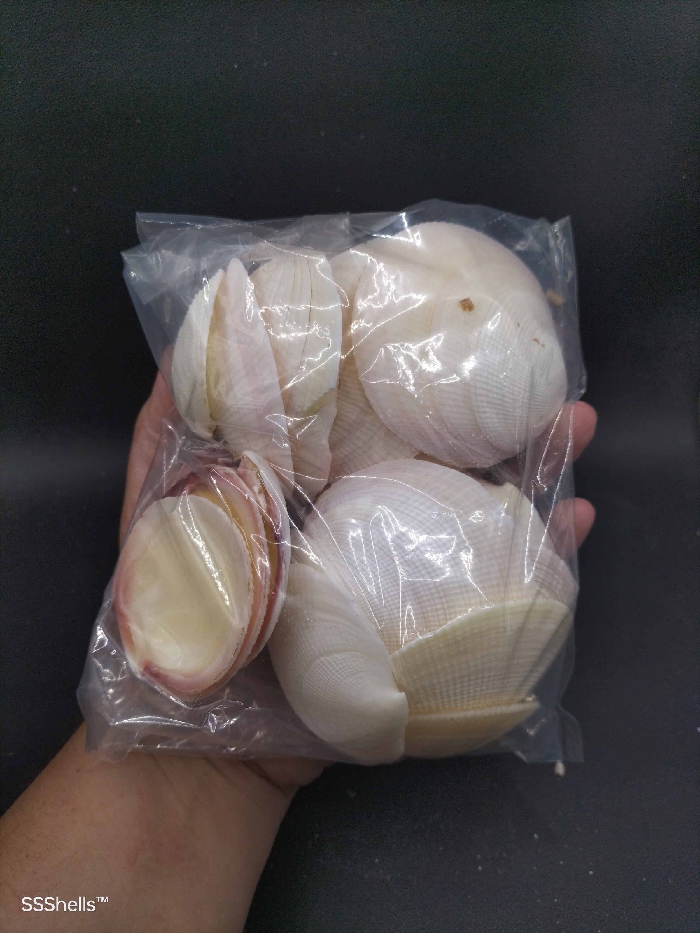 Shell 500g 500g tigrena shells | She Sells Shells