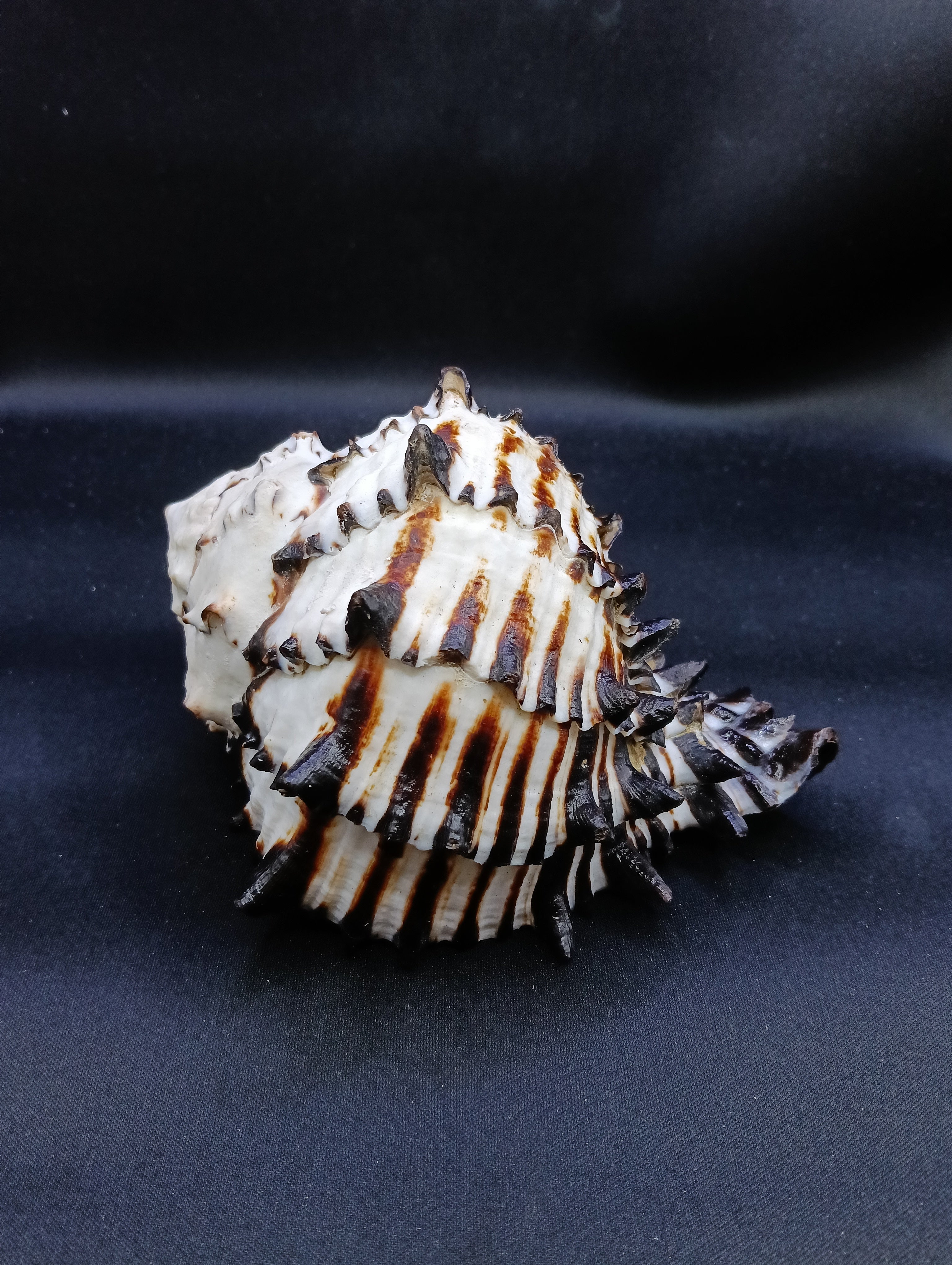 Giant muricanthus radix #12608 | She Sells Shells