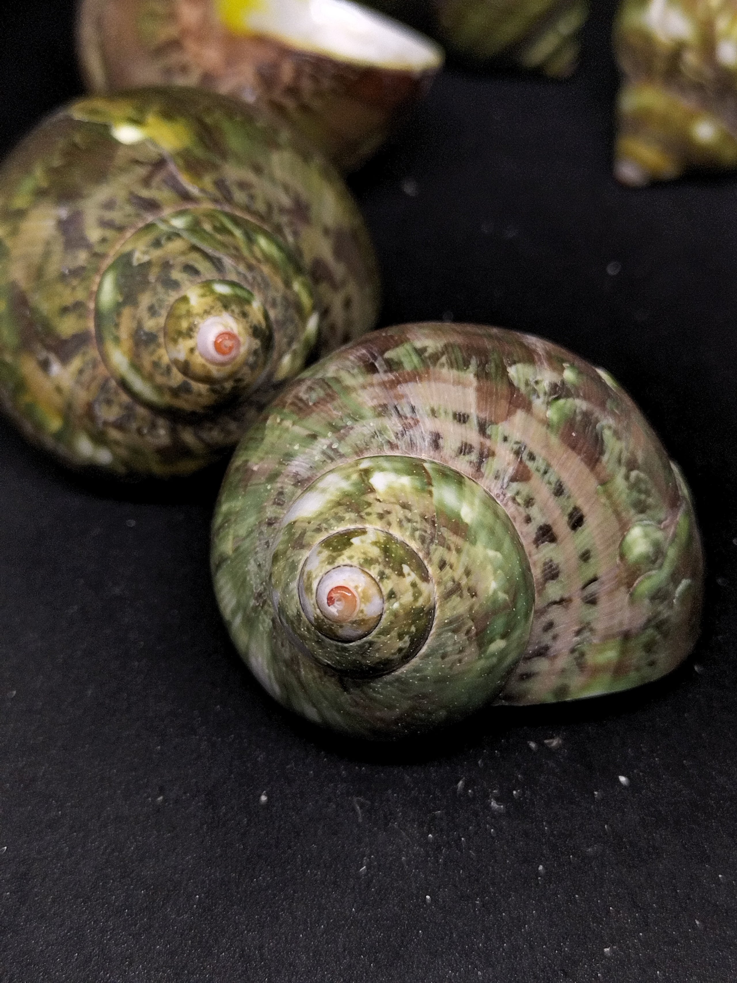 Small turbo petholatus (each) | She Sells Shells