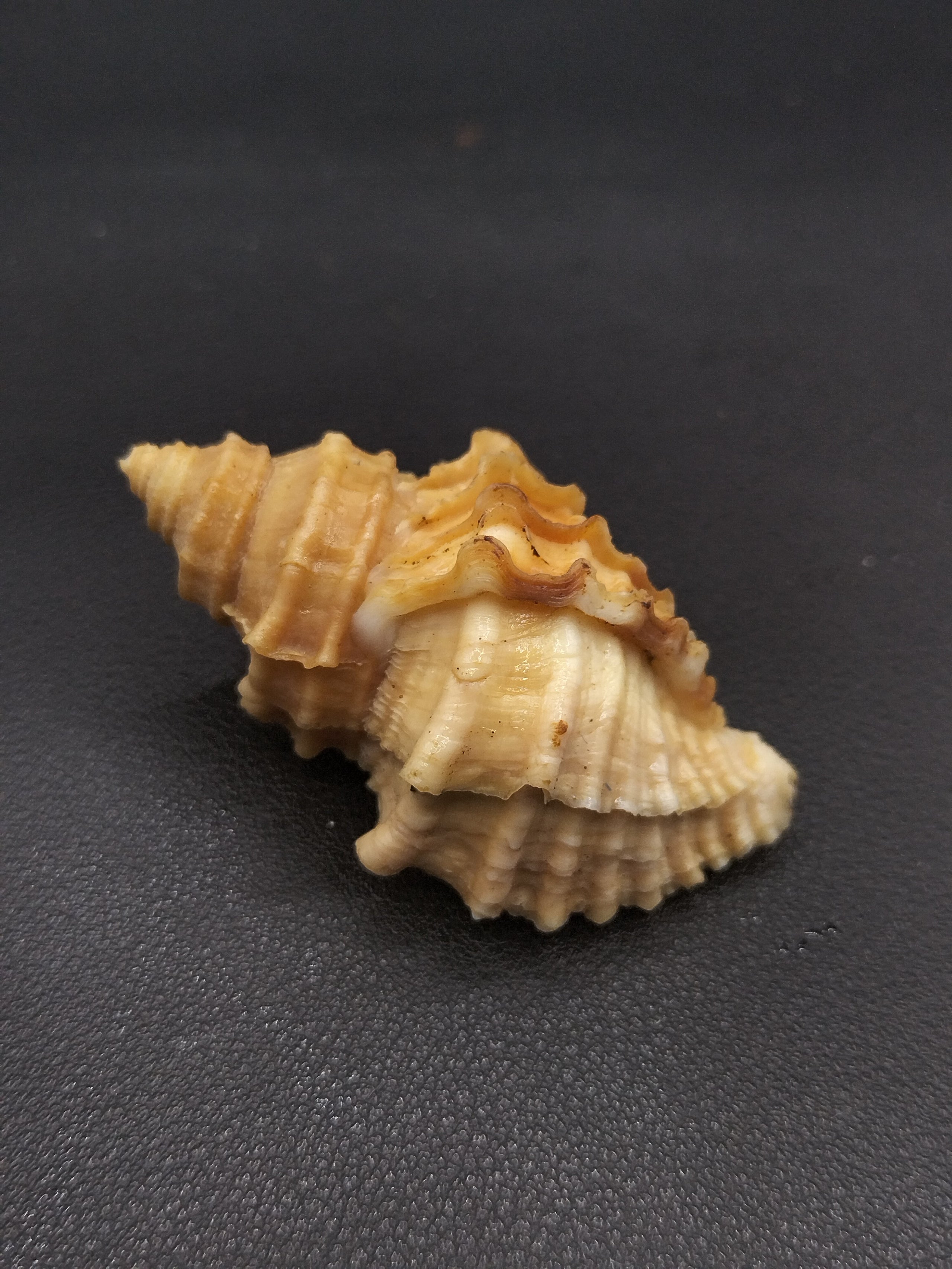 Nucella lamellosa 5510 She Sells Shells