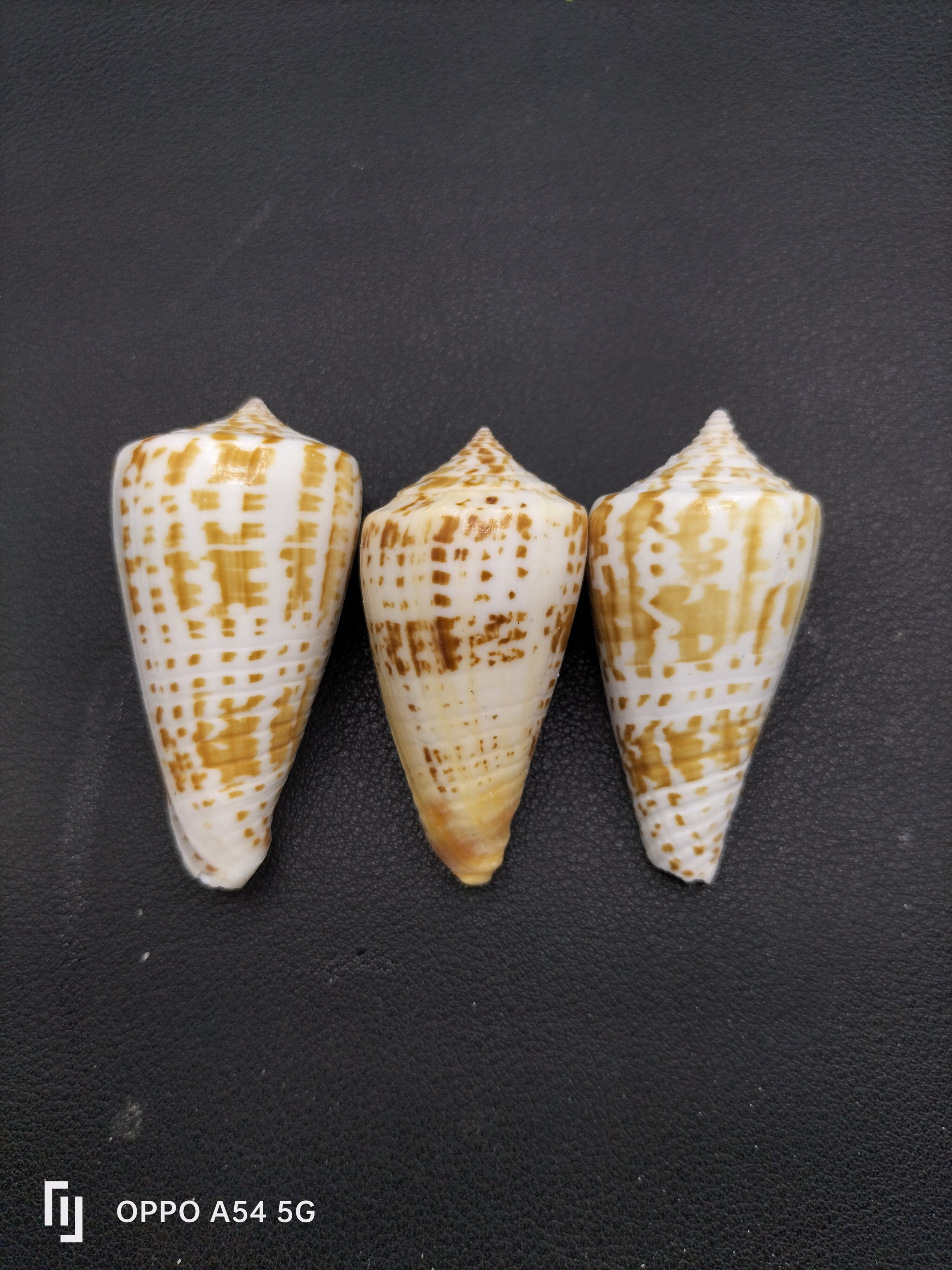 Conus Inscriptus