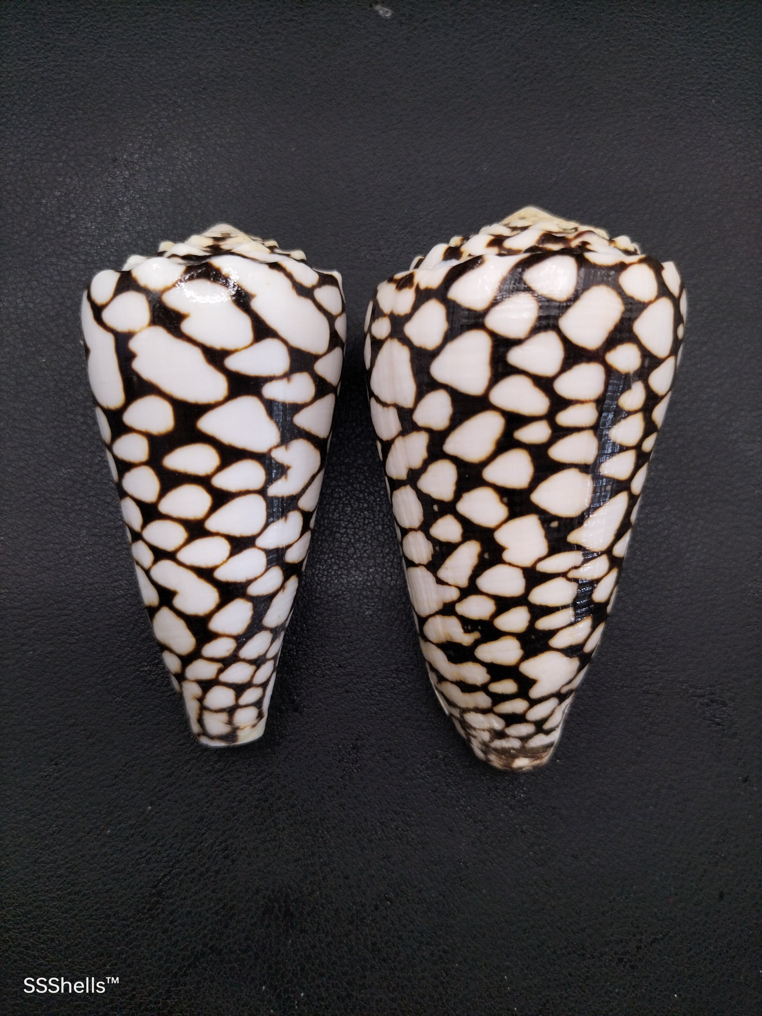2 x conus marmoreus 6814 she sells shells