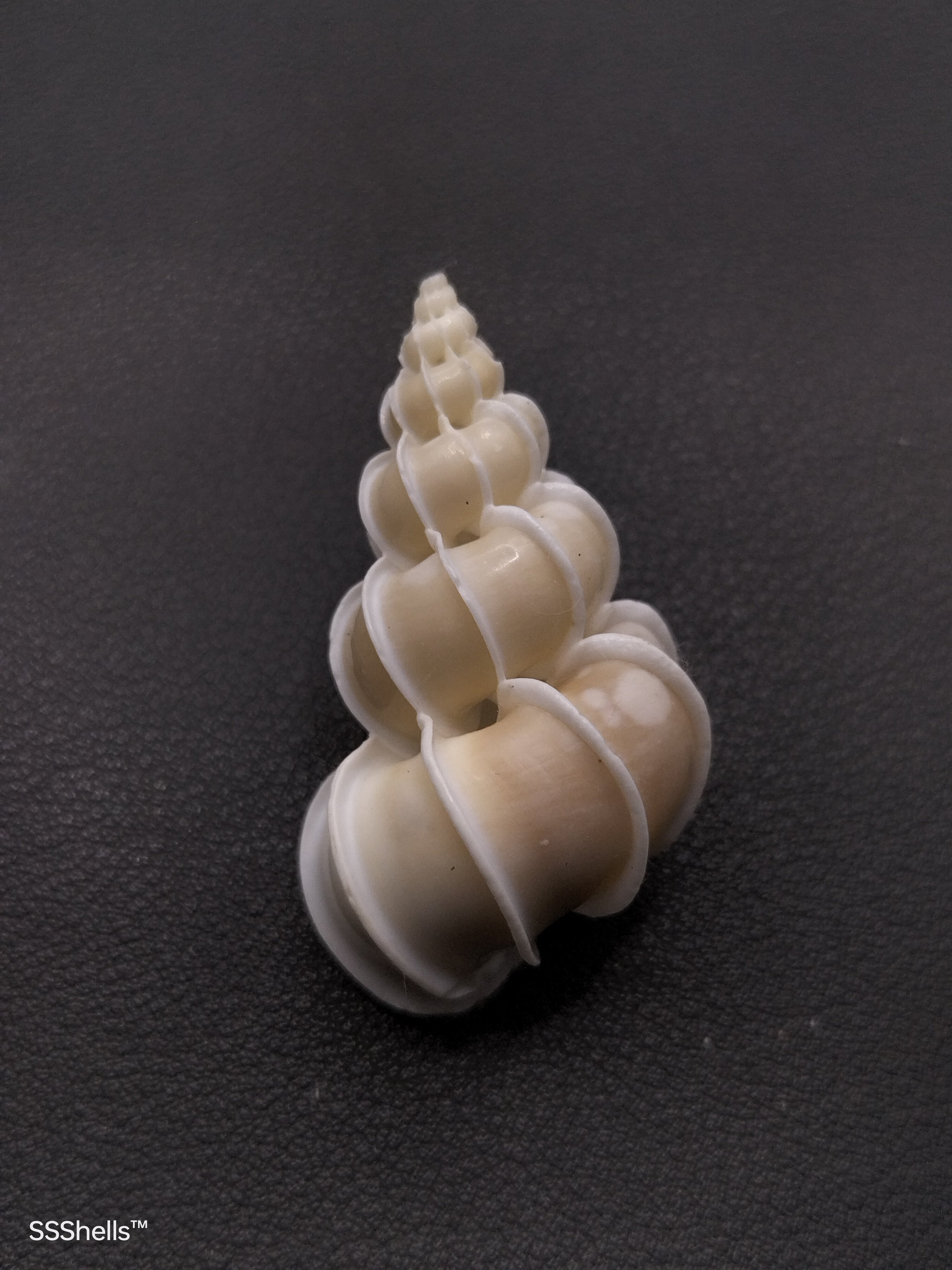 Large epitonium scalare #8130 | She Sells Shells