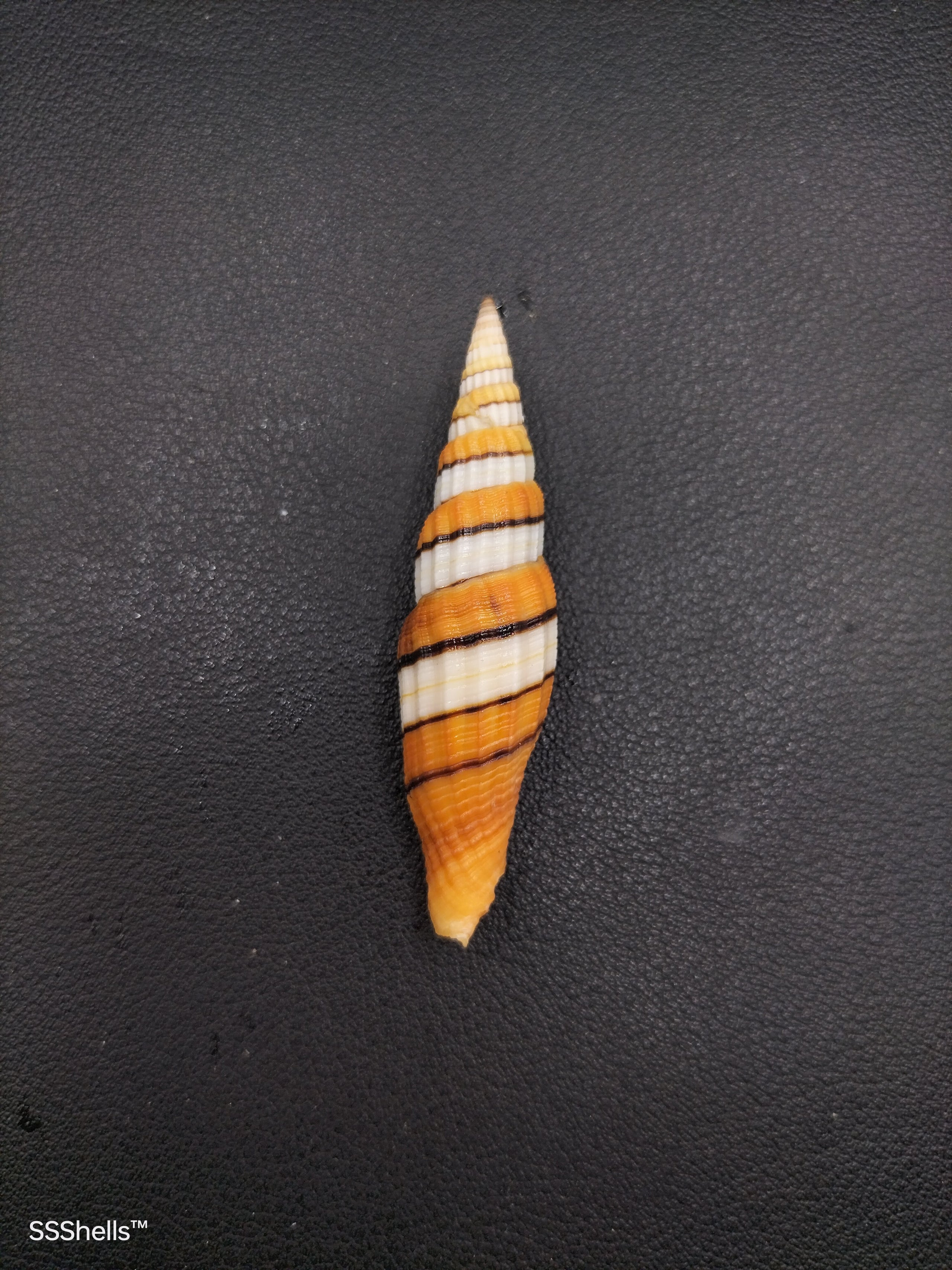 Vexillum regina 9221 she sells shells